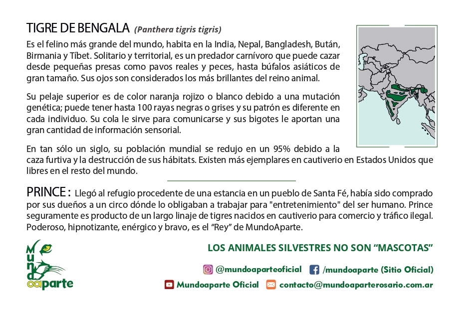 Tigre - Imagen trasera